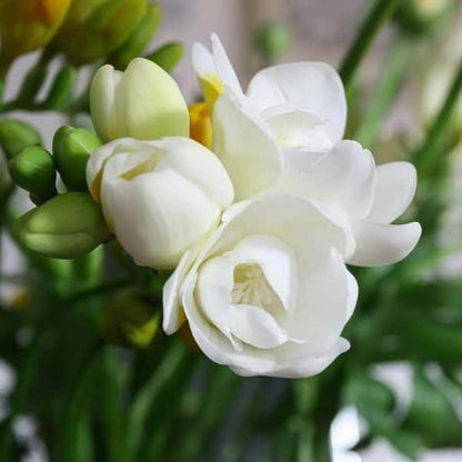 Double Jasmine Seeds - Heirloom Flower Plant for Home Gardens