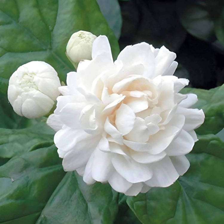 Double Jasmine Seeds - Heirloom Flower Plant for Home Gardens