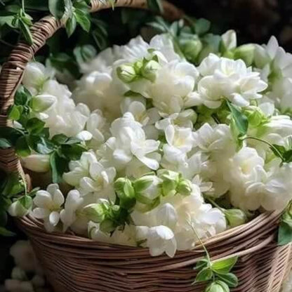 Double Jasmine Seeds - Heirloom Flower Plant for Home Gardens