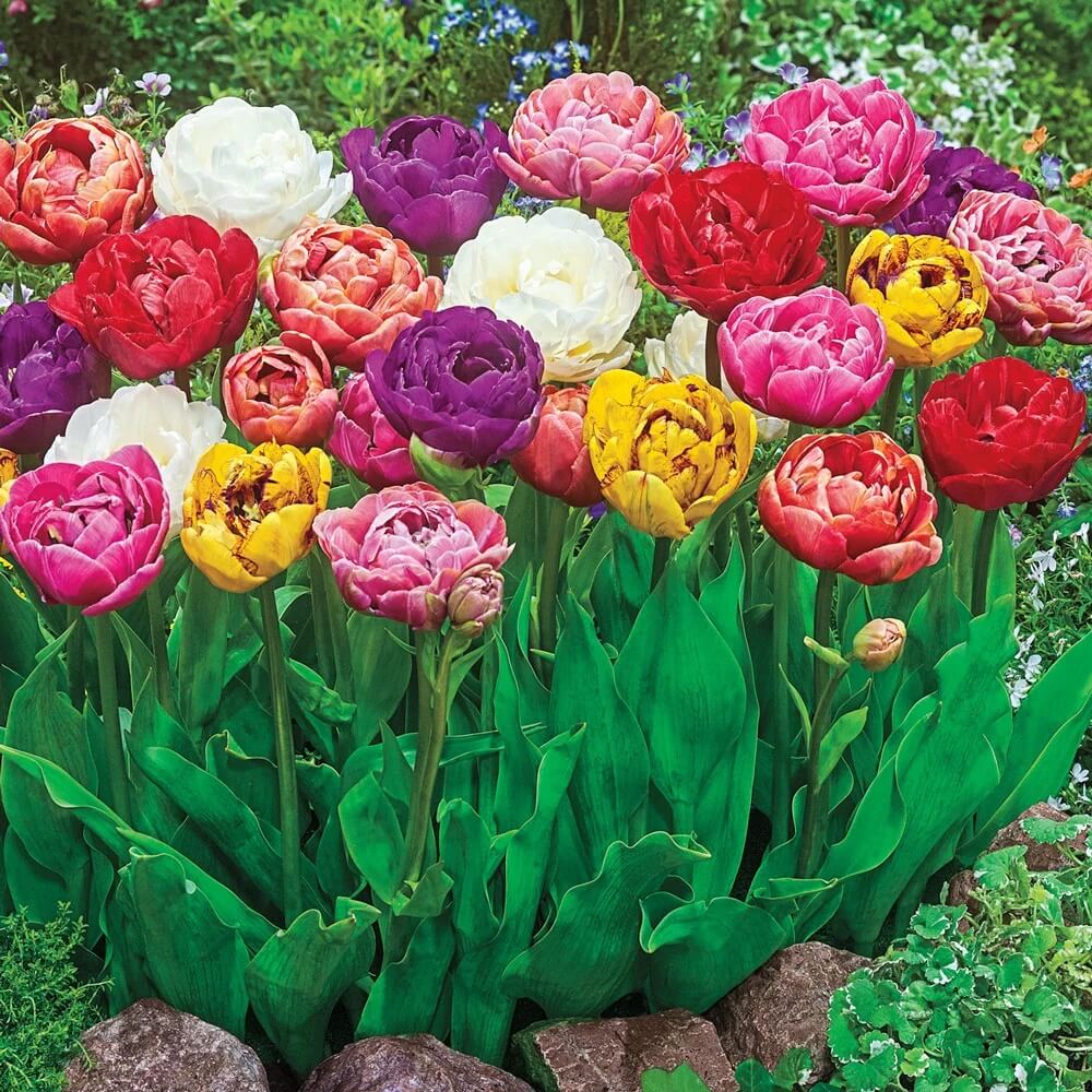 Double Late Tulips Seeds