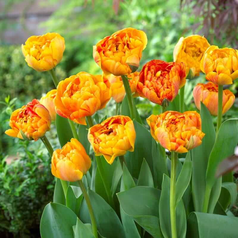 Double Late Tulips Seeds