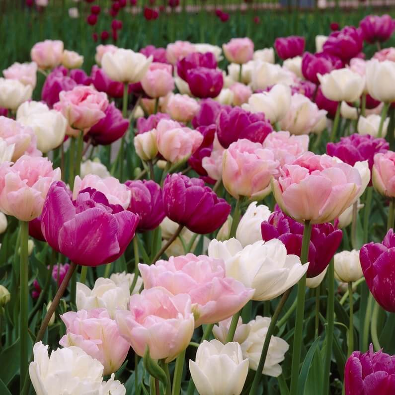 Double Late Tulips Seeds