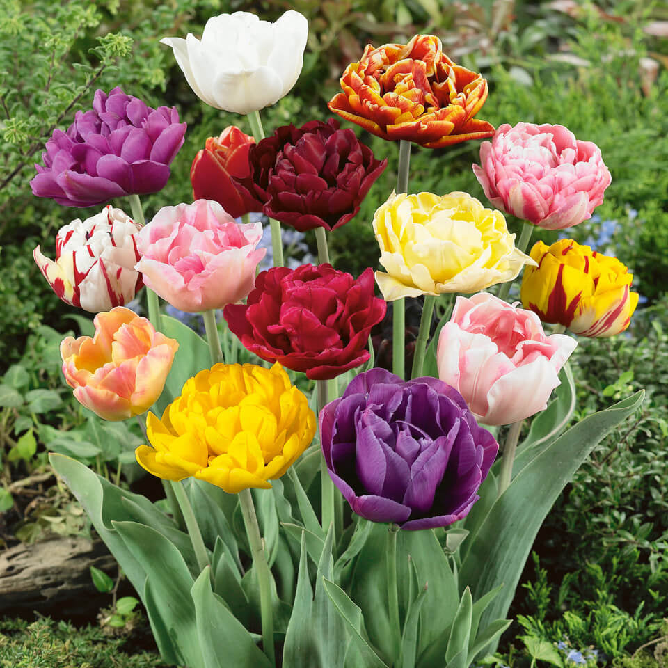 Double Late Tulips Seeds