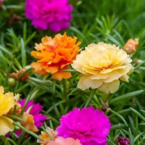 Double Mix Moss Rose seeds