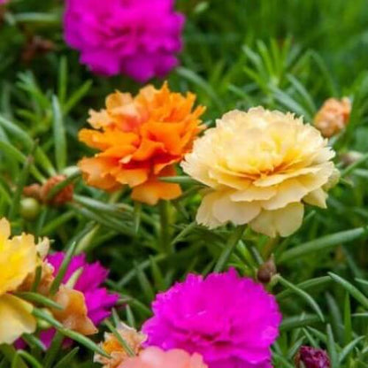 Double Mix Moss Rose seeds