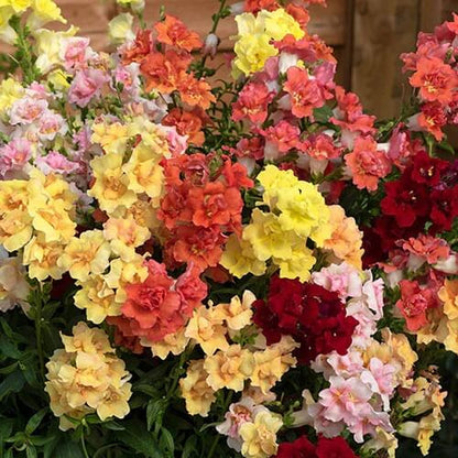 Double Mix Snapdragon Seeds