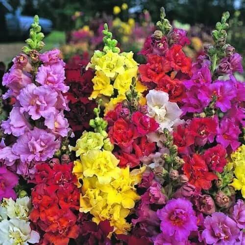 Double Mix Snapdragon Seeds