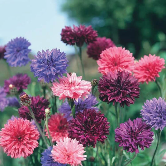 Double Mixed Cornflower Seeds