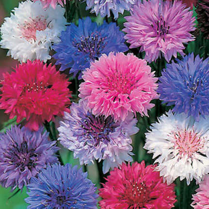 Double Mixed Cornflower Seeds
