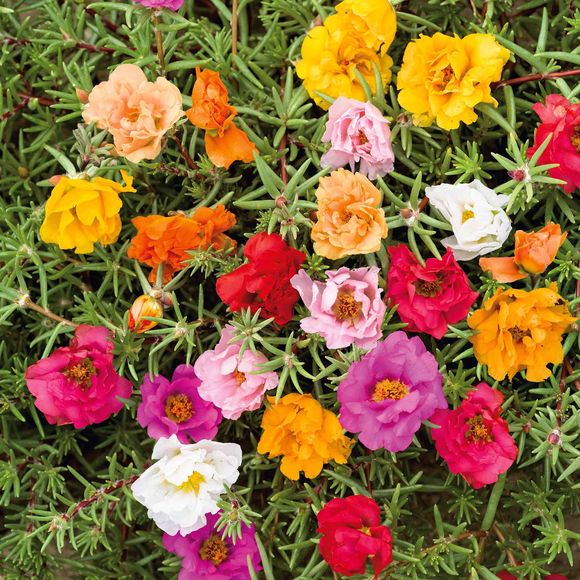 Double Moss Rose Seeds