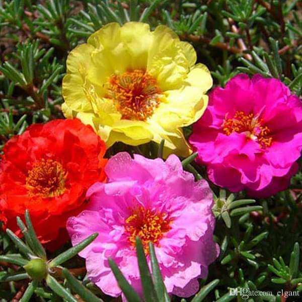 Double Moss Rose Seeds