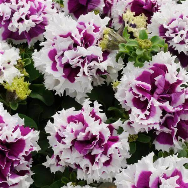 Double Petunia Seeds - Flower Plant