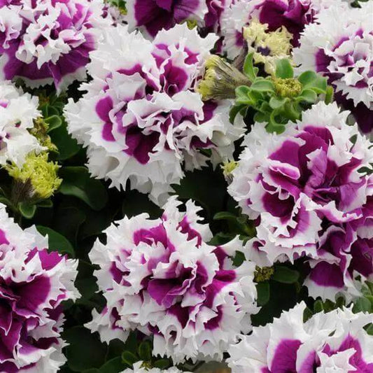 Double Petunia Seeds - Flower Plant