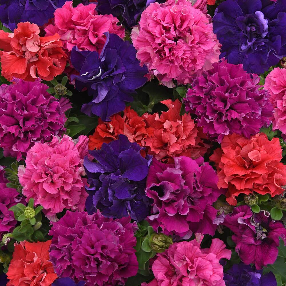 Double Petunia Seeds - Flower Plant