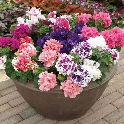 Double Petunia Seeds - Flower Plant