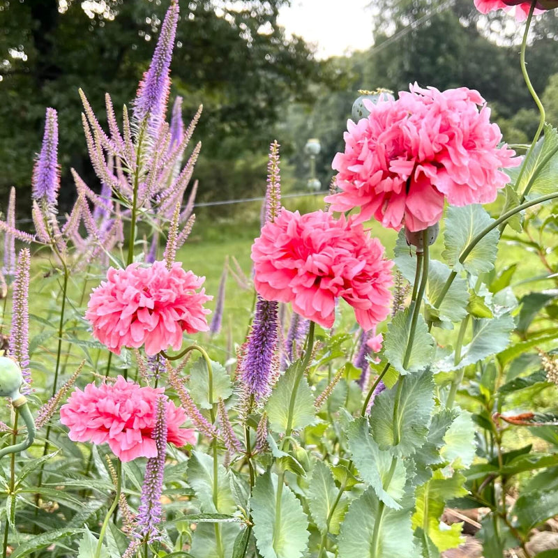 Double Poppy Seeds