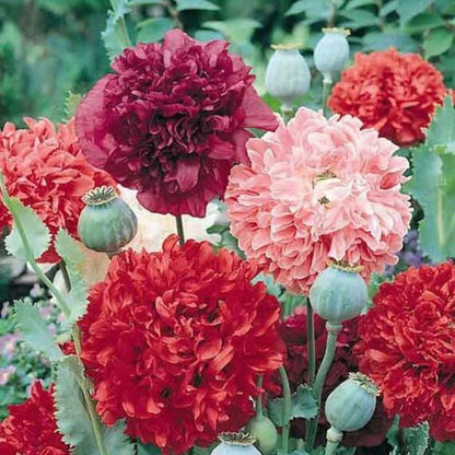 Double Poppy Seeds