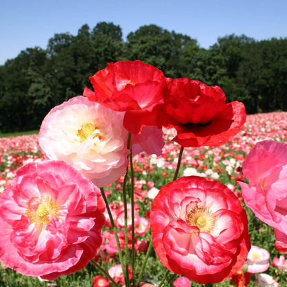 Double Poppy Seeds