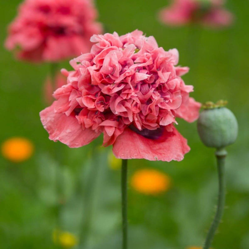 Double Poppy Seeds