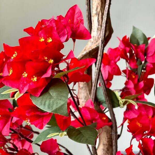 Double Red Bougainvillea Seeds - Tropical Flower Plant for Home Gardens