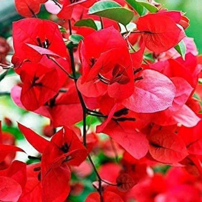 Double Red Bougainvillea Seeds - Tropical Flower Plant for Home Gardens