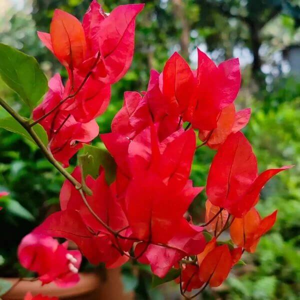 Double Red Bougainvillea Seeds - Tropical Flower Plant for Home Gardens