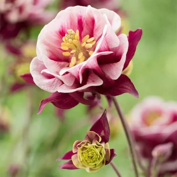 Double Rose Columbine Seeds