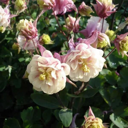 Double Rose Columbine Seeds