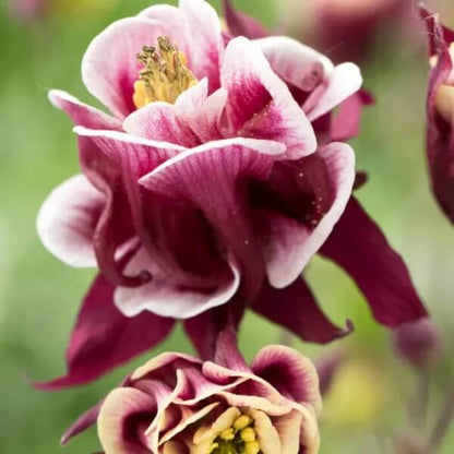 Double Rose Columbine Seeds