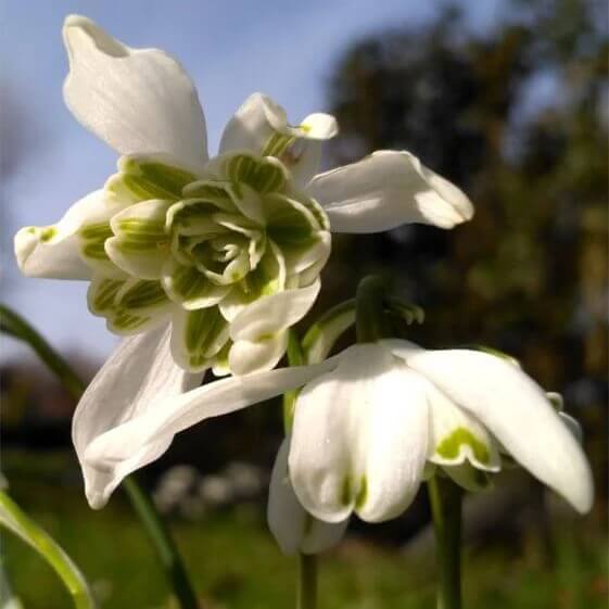 Double Snowdrop Seeds