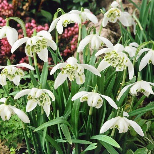 Double Snowdrop Seeds