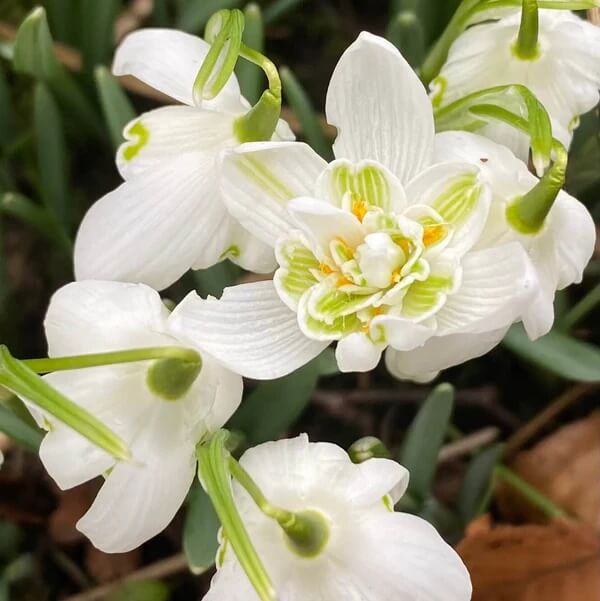 Double Snowdrop Seeds