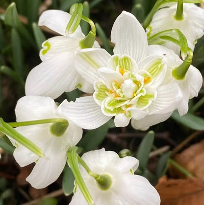 Double Snowdrop Seeds