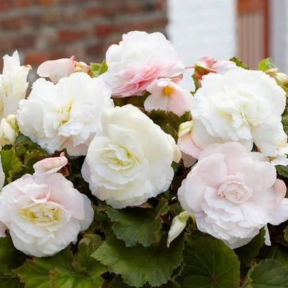 Double White Begonia Seeds 