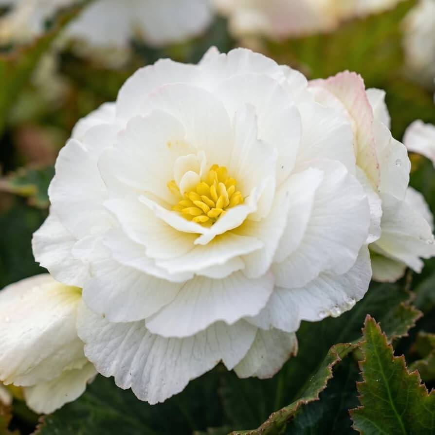 Double White Begonia Seeds 