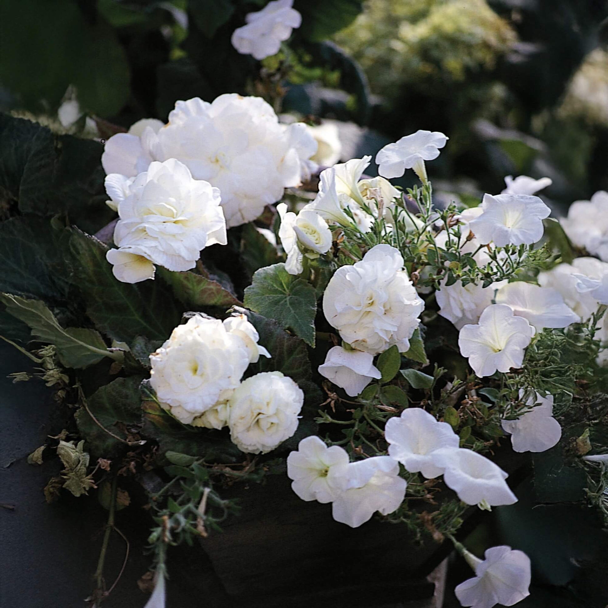 Double White Begonia Seeds 