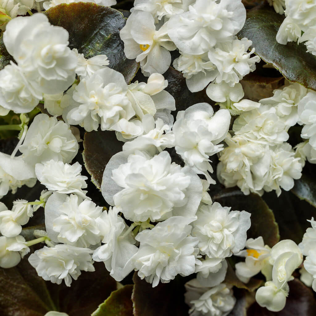 Double White Begonia Seeds 