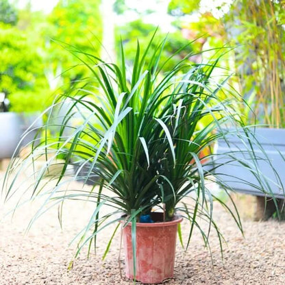 Dracaena Draco Seeds 