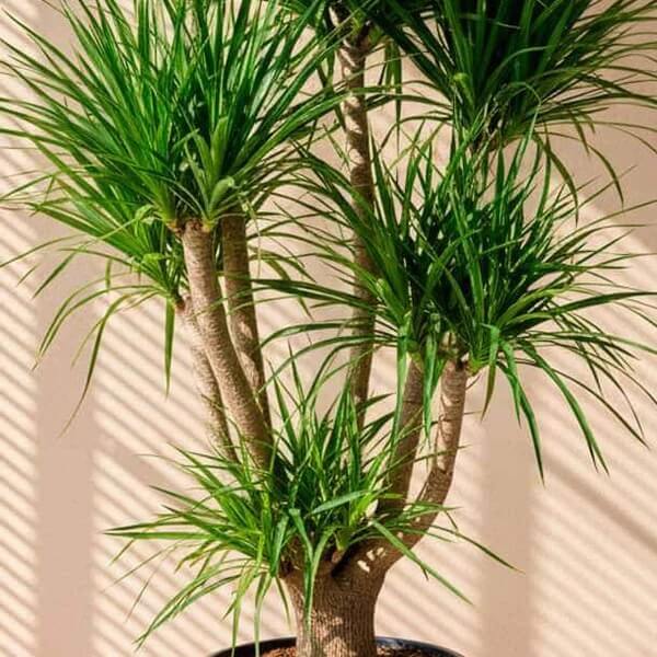 Dracaena Draco Seeds 