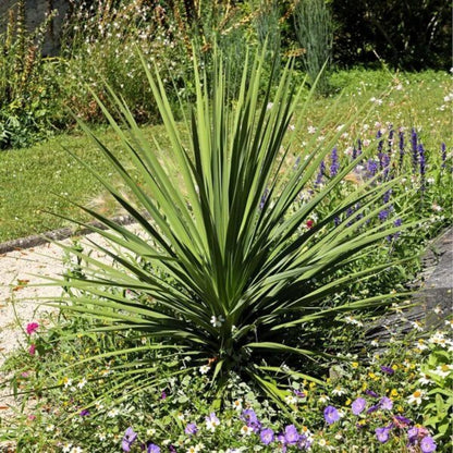 Dracaena Spike Seeds - Tropical Plant Seeds for Home Gardens