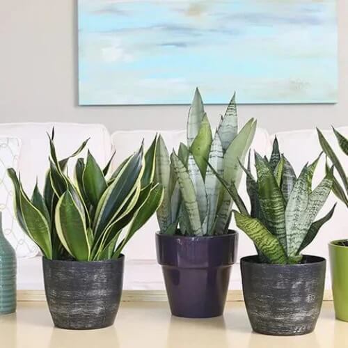 Dracaena trifasciata seeds for Planting