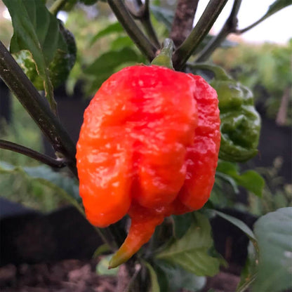 Dragon Breath Pepper Seeds - Vegetable Plant