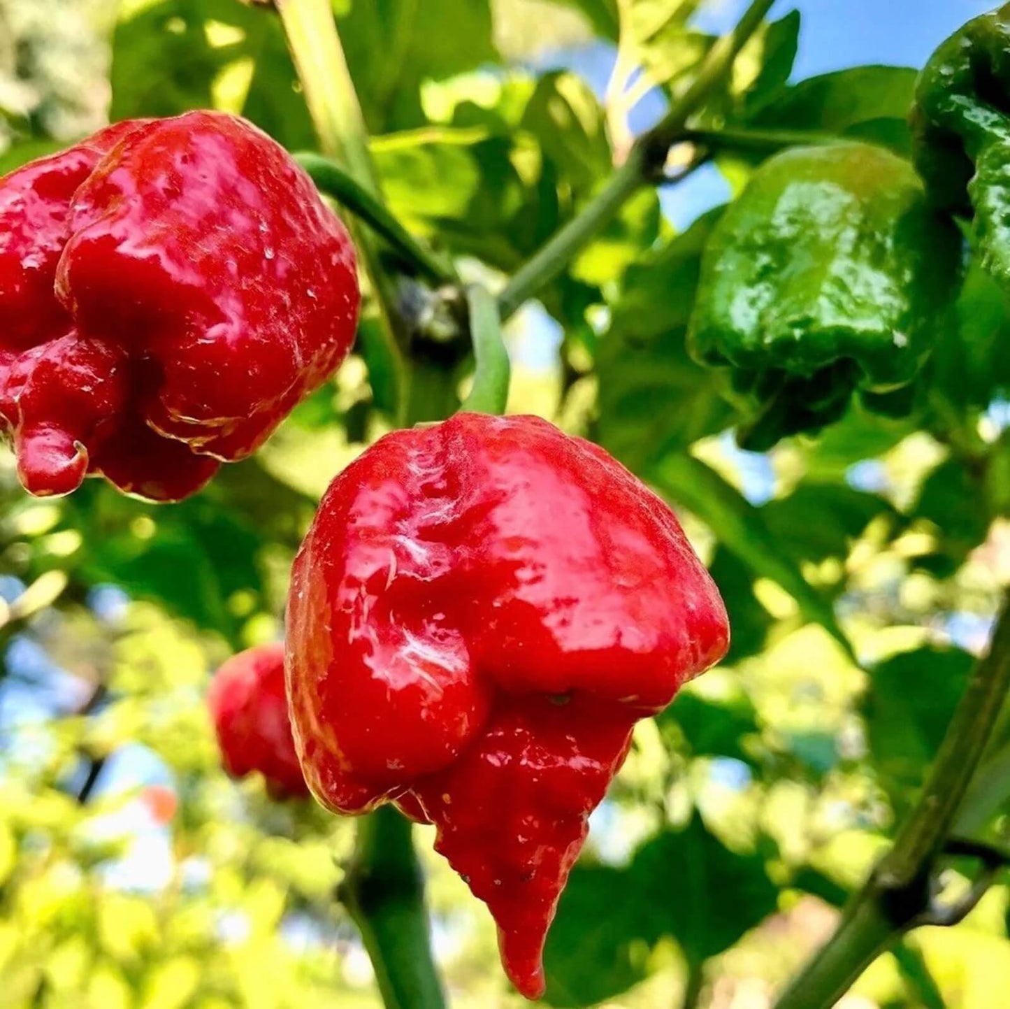 Dragon Breath Pepper Seeds - Vegetable Plant