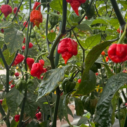 Dragon Breath Pepper Seeds - Vegetable Plant