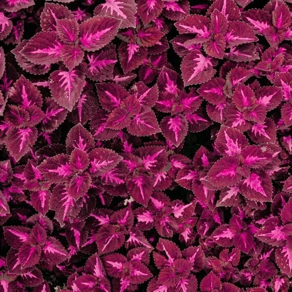 Dragon Coleus seeds
