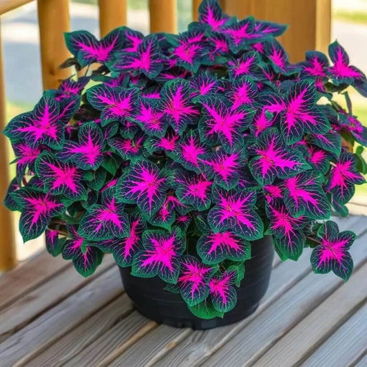 Dragon Coleus seeds