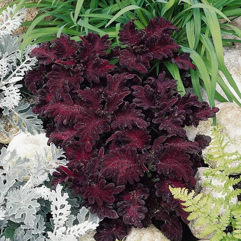 Dragon Coleus seeds