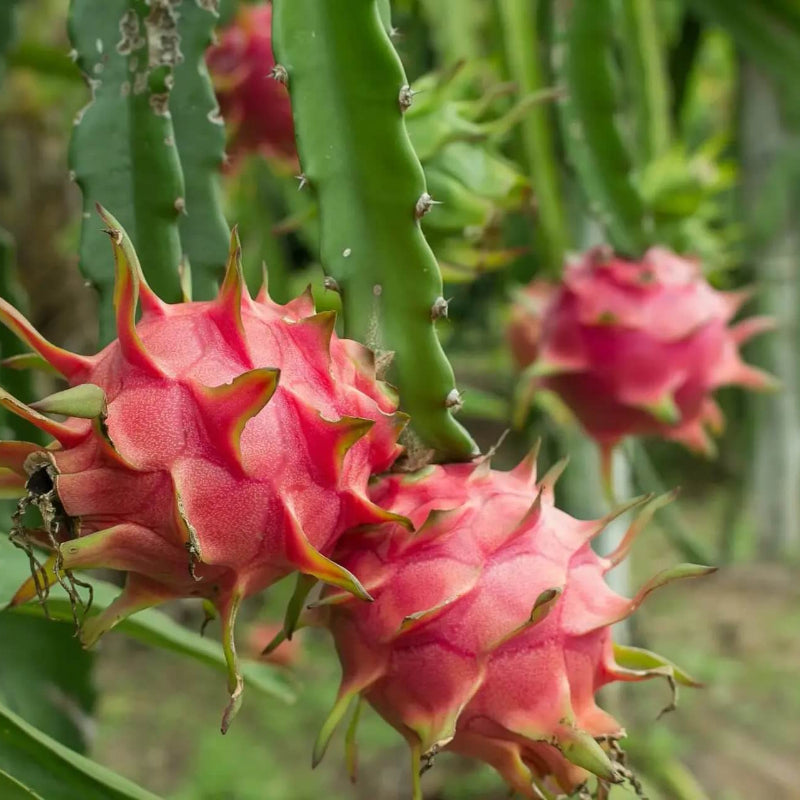 Dragon Fruit Seeds
