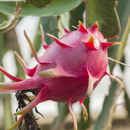 Dragon Fruit Seeds