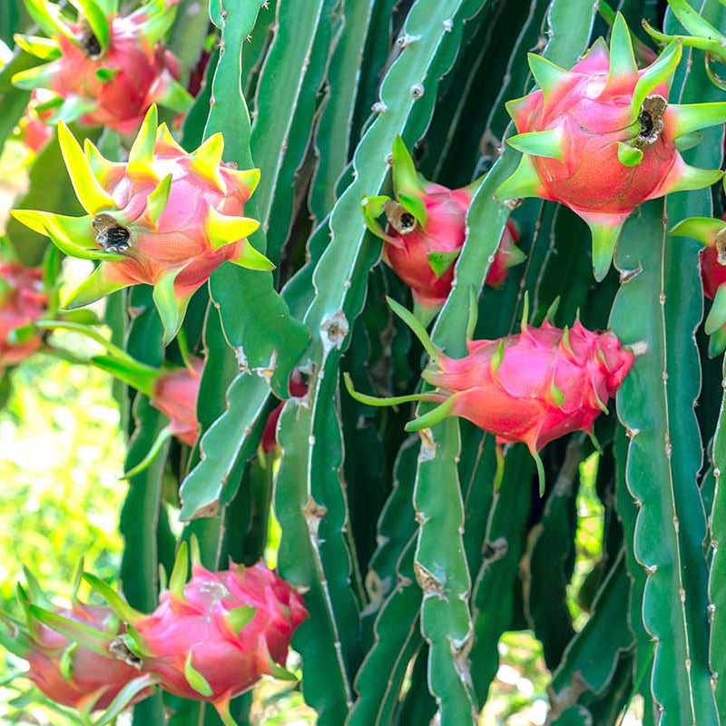 Dragon Fruit Seeds